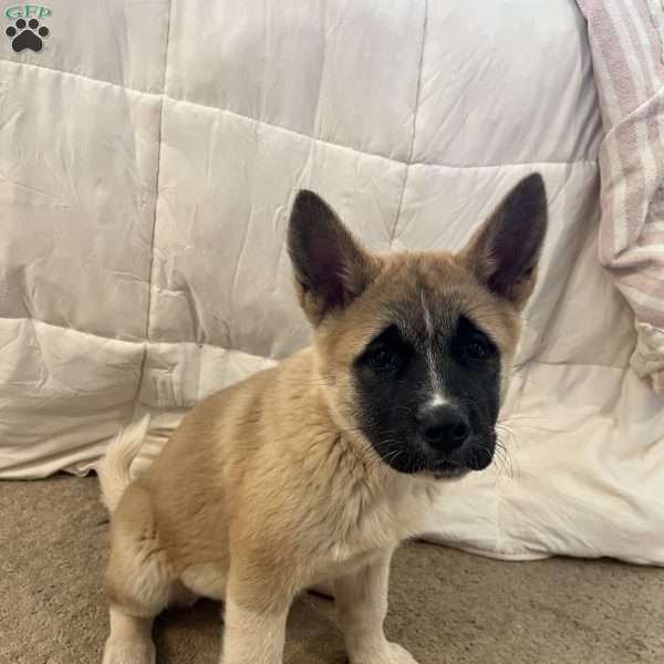 Little lily, Akita Puppy
