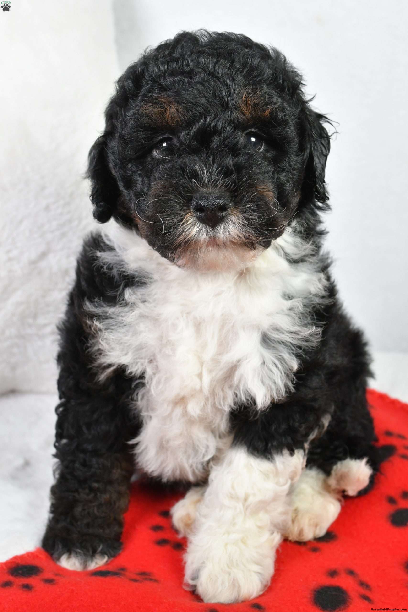 Dallas Mini Bernedoodle Puppy For Sale in Ohio