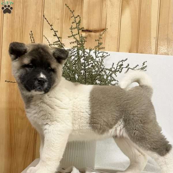 Snickers, Akita Puppy
