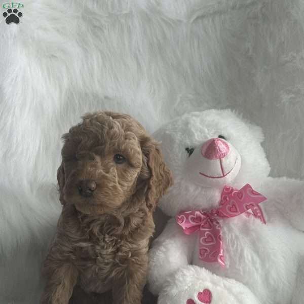 Ellie, Mini Aussiedoodle Puppy
