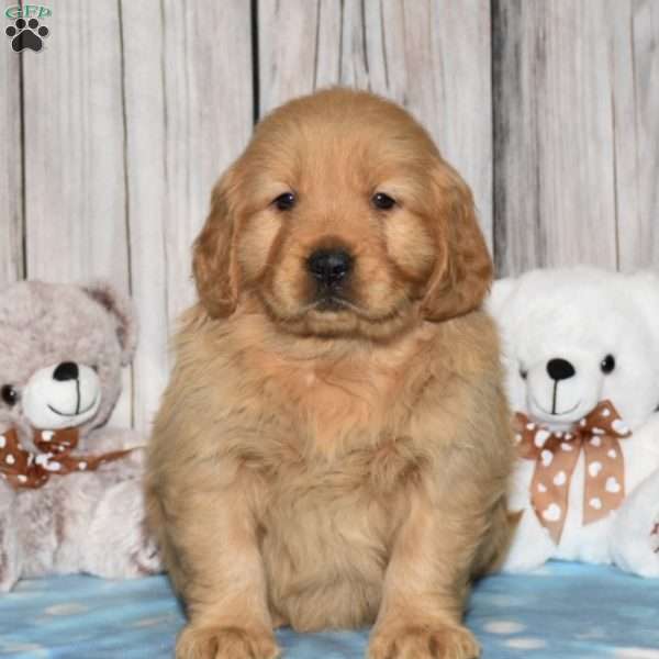 Fifi, Golden Retriever Puppy