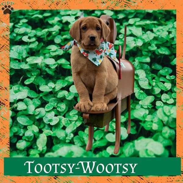 Tootsy-Wootsy, Fox Red Labrador Retriever Puppy