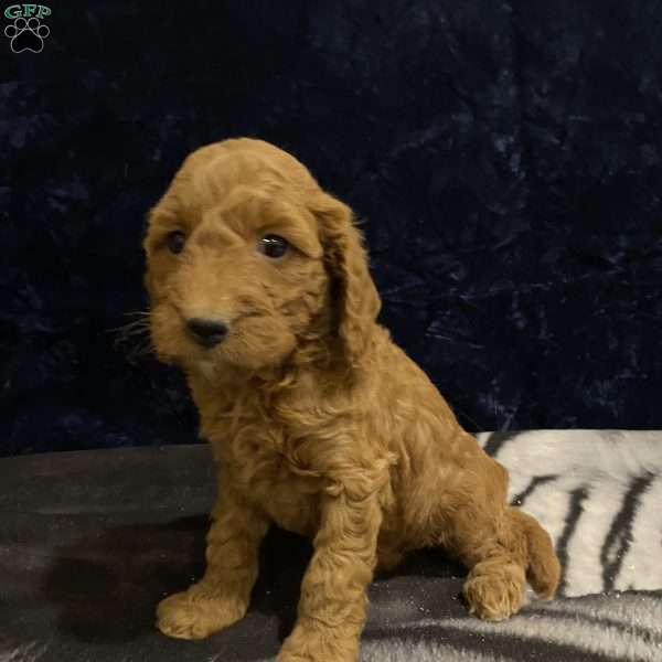 Sheila, Mini Goldendoodle Puppy