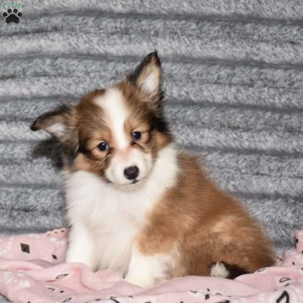 Penelope, Sheltie Puppy