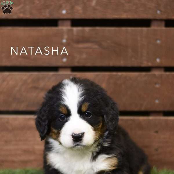 Natasha, Bernese Mountain Dog Puppy