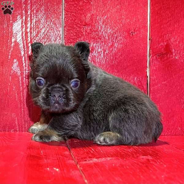 Benson, French Bulldog Puppy