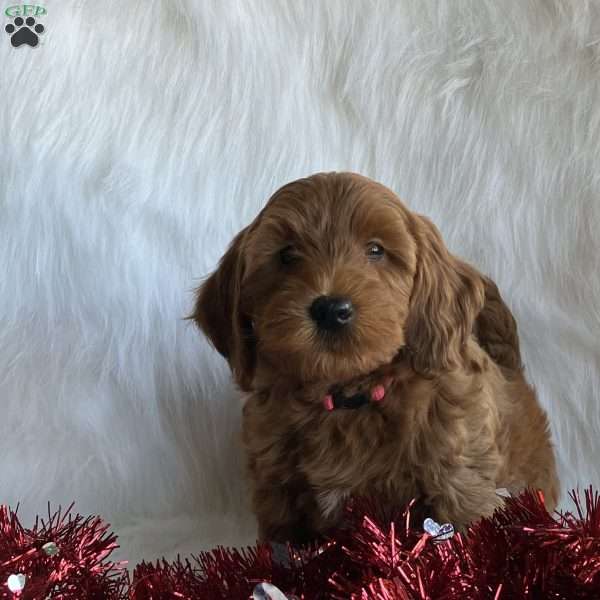 Willow, Mini Whoodle Puppy