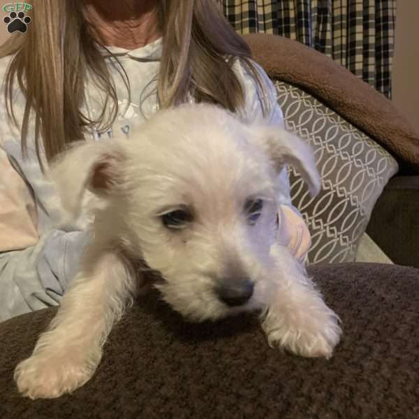 Jasmine, West Highland Terrier Puppy