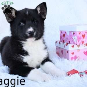 Maggie, German Shepherd Mix Puppy