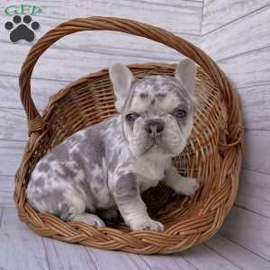 Dozer, French Bulldog Puppy
