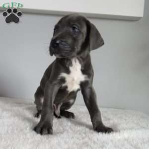 Baby great sales dane for sale