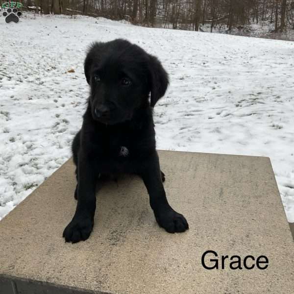 Grace, German Shepherd Mix Puppy