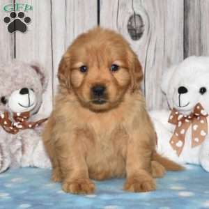 Finley, Golden Retriever Puppy