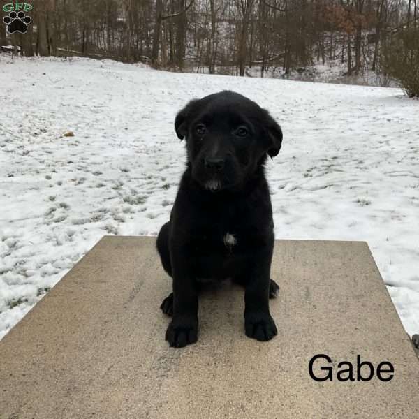 Gabe, German Shepherd Mix Puppy