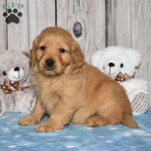 Felicity, Golden Retriever Puppy