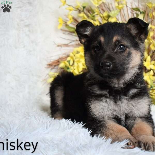 Whiskey, German Shepherd Puppy