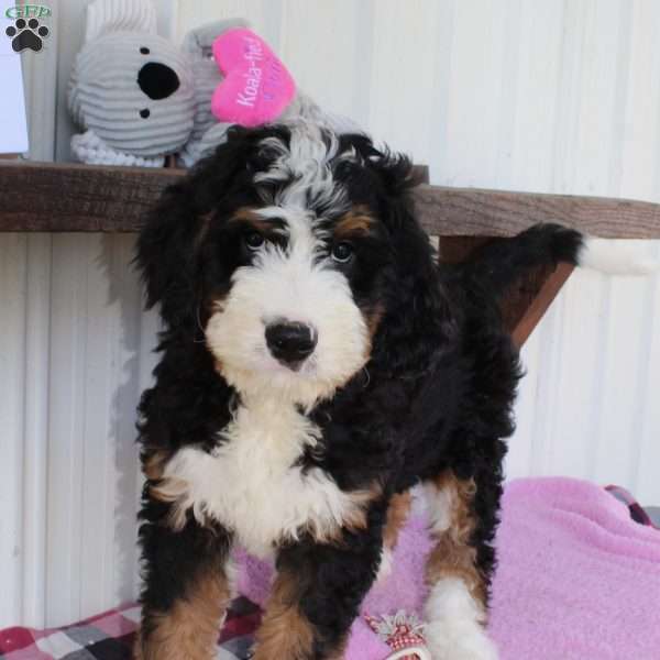 Maggie, Bernedoodle Puppy