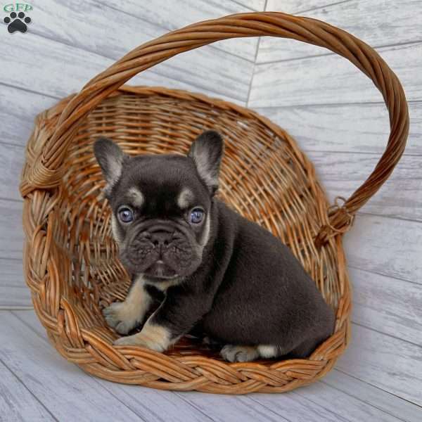 Rocky, French Bulldog Puppy