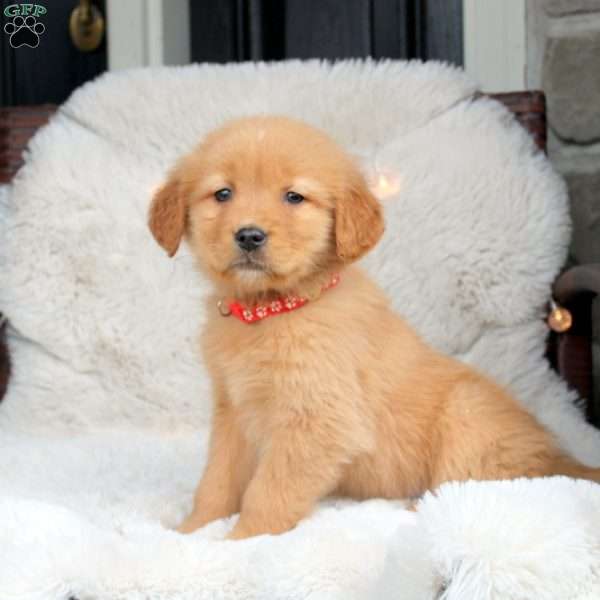 Abby, Golden Retriever Puppy