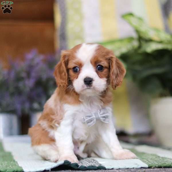 Abram, Cavalier King Charles Spaniel Puppy