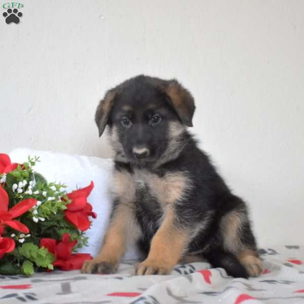 Ace, German Shepherd Puppy