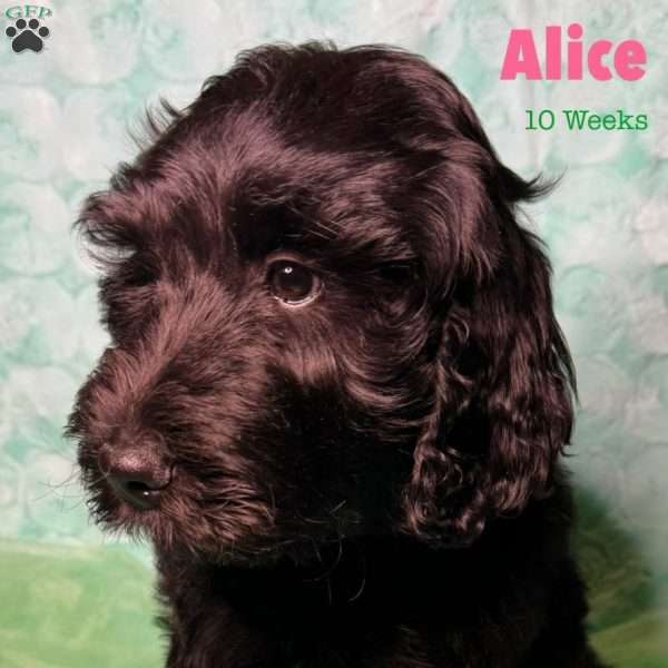 Alice, Labradoodle Puppy