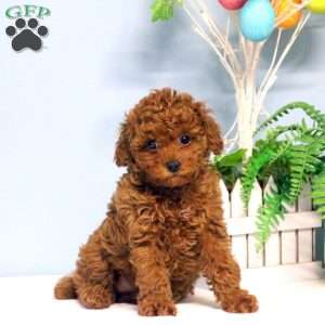 Toy poodle 2025 greenfield puppies