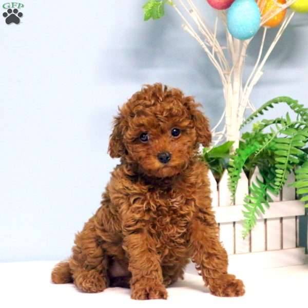 Alisha, Toy Poodle Puppy