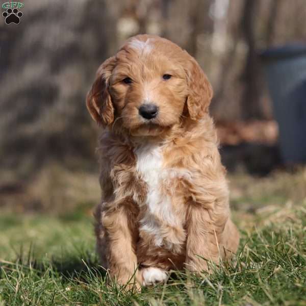 Amber, Goldendoodle Puppy