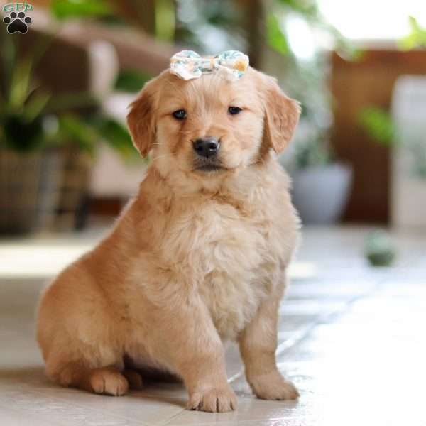 Amelia, Golden Retriever Puppy