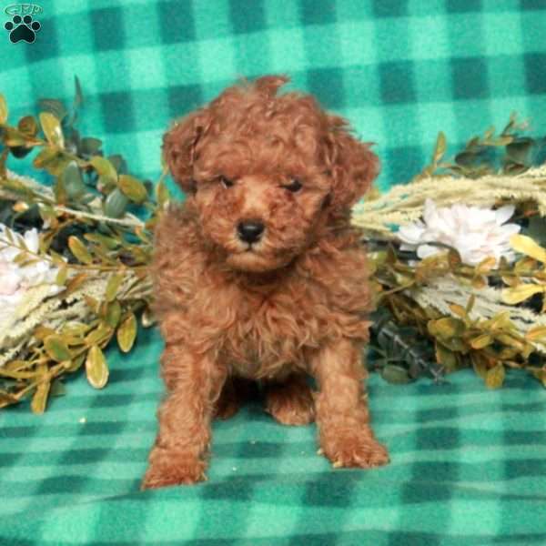 Amelia, Miniature Poodle Puppy