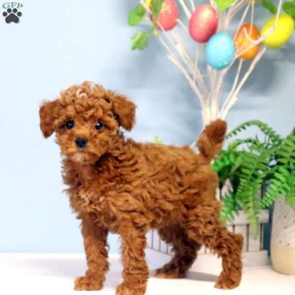Amy, Toy Poodle Puppy