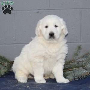 English Cream Golden Retriever, puppies for sale