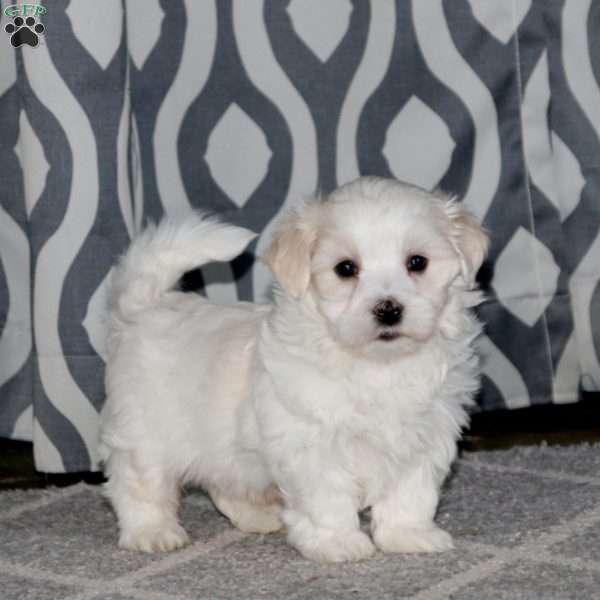 Andy, Maltese Puppy