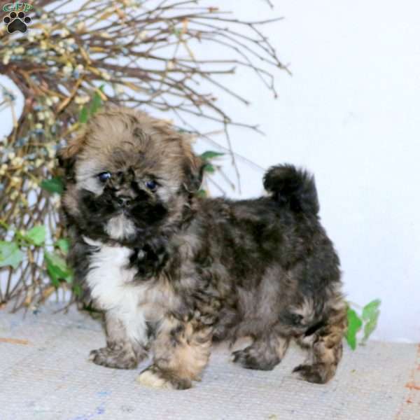 Andy, Havanese Puppy