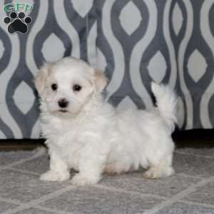 Andy, Maltese Puppy