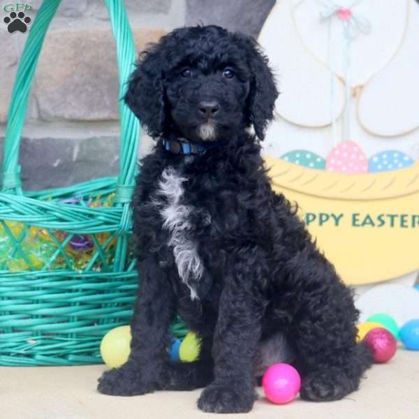 Angus, Goldendoodle Puppy