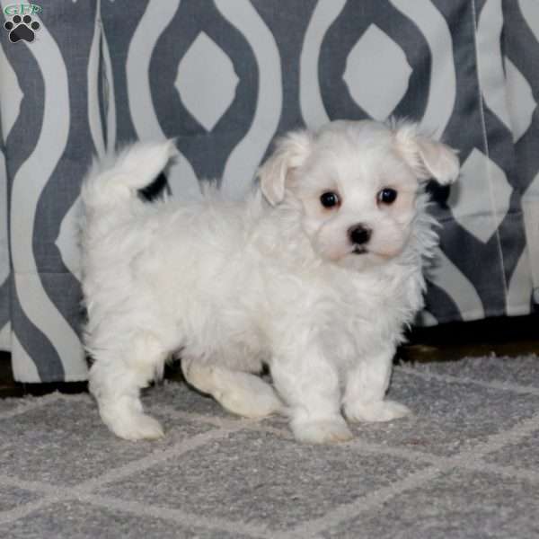 Anita, Maltese Puppy
