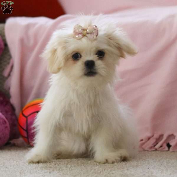 Annie, Lhasa Apso Puppy