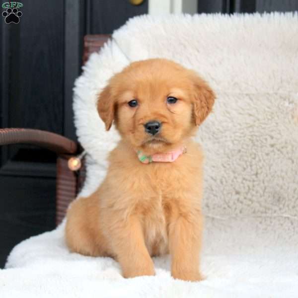 Annie, Golden Retriever Puppy