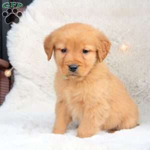 Annie, Golden Retriever Puppy