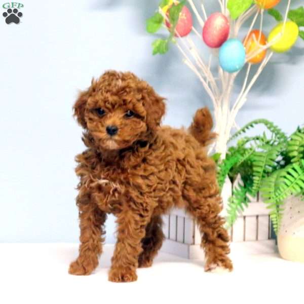 Annie, Toy Poodle Puppy