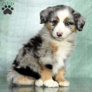 Unregistered mini australian on sale shepherd puppies sale