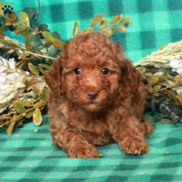 Archie, Miniature Poodle Puppy