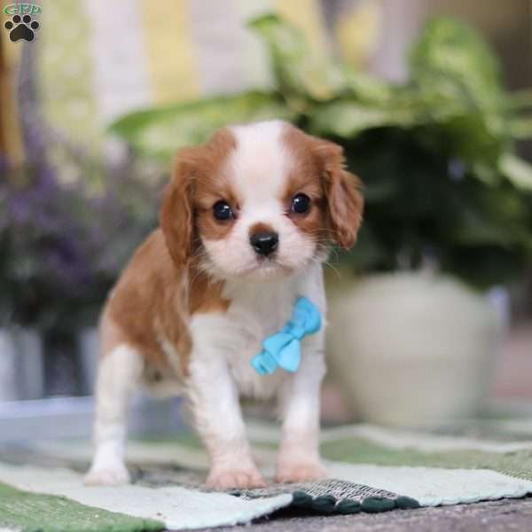 Arora, Cavalier King Charles Spaniel Puppy