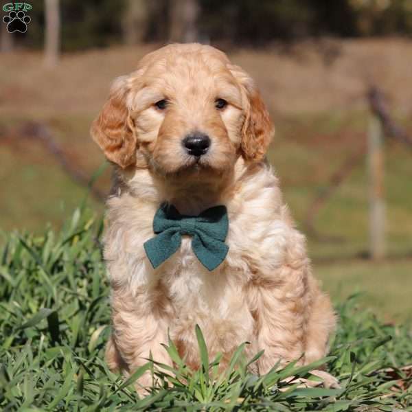 Asher, Goldendoodle Puppy
