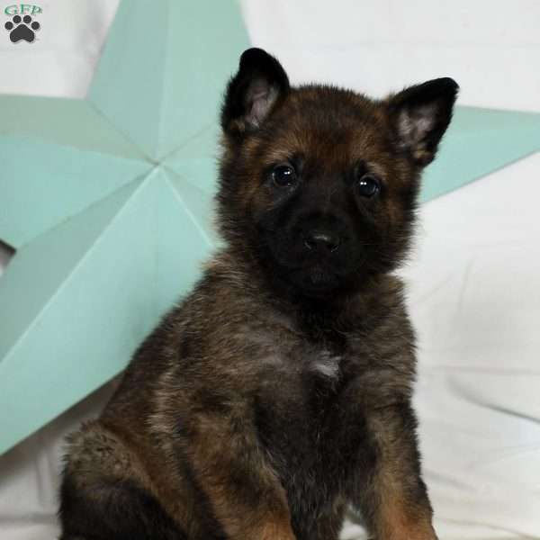 Asher, German Shepherd Puppy