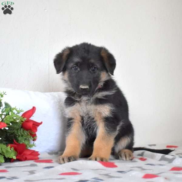 Ashton, German Shepherd Puppy