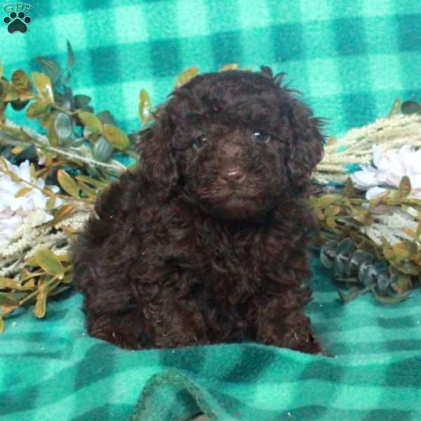 Athena, Miniature Poodle Puppy
