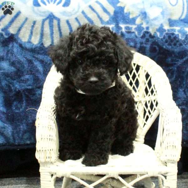 Atticus, Yorkie Poo Puppy